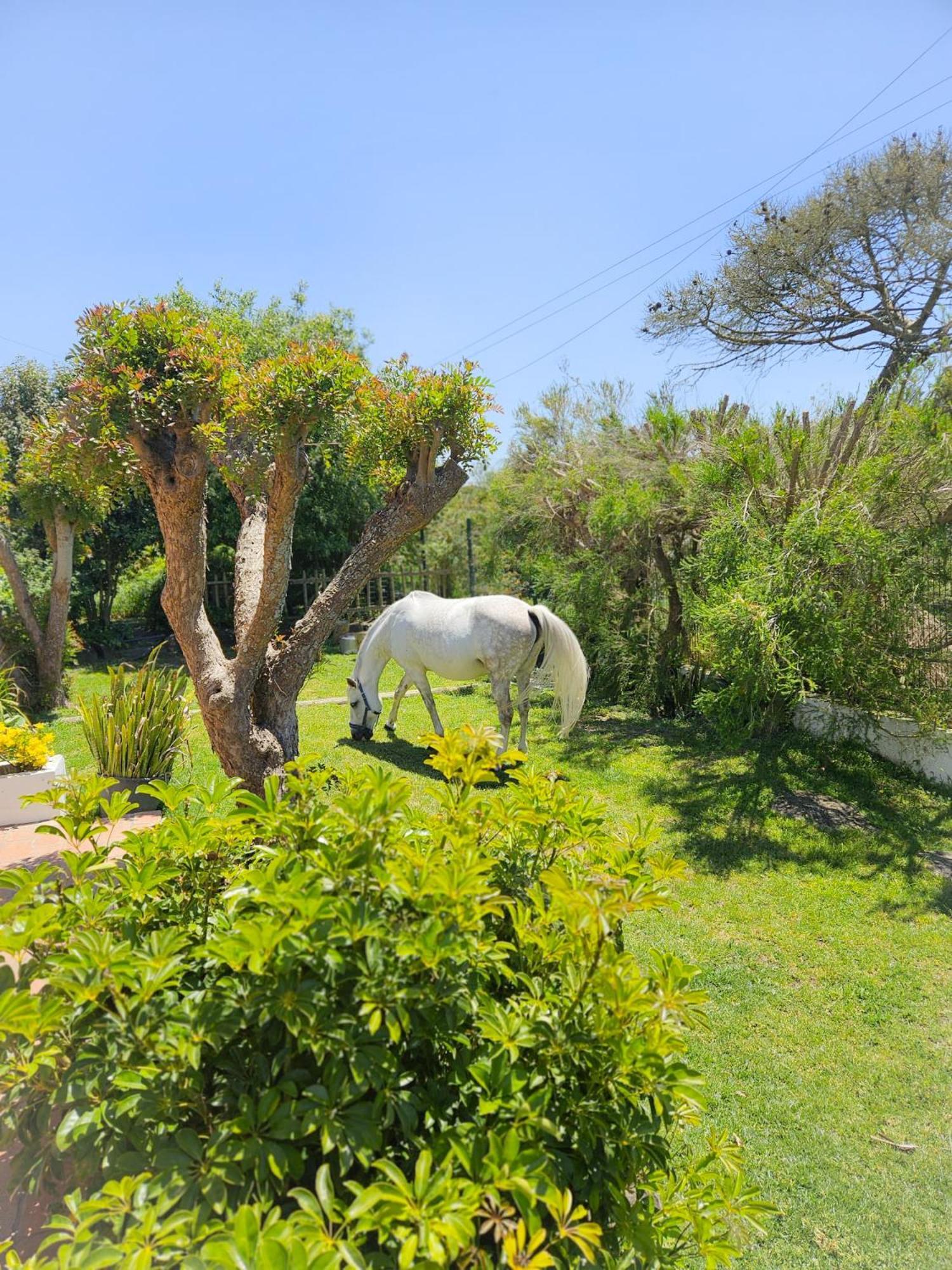 Casa Seahorses B Cottage Sintra Exterior photo